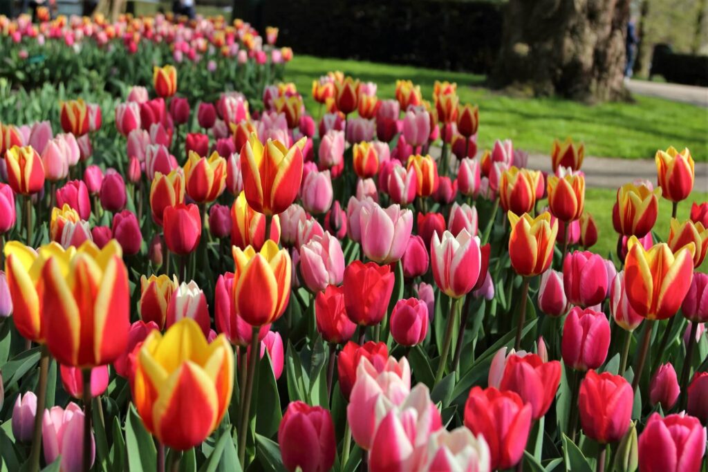 Flower Bed Services