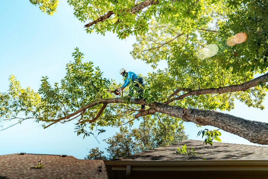 Tree Trimming and Pruning